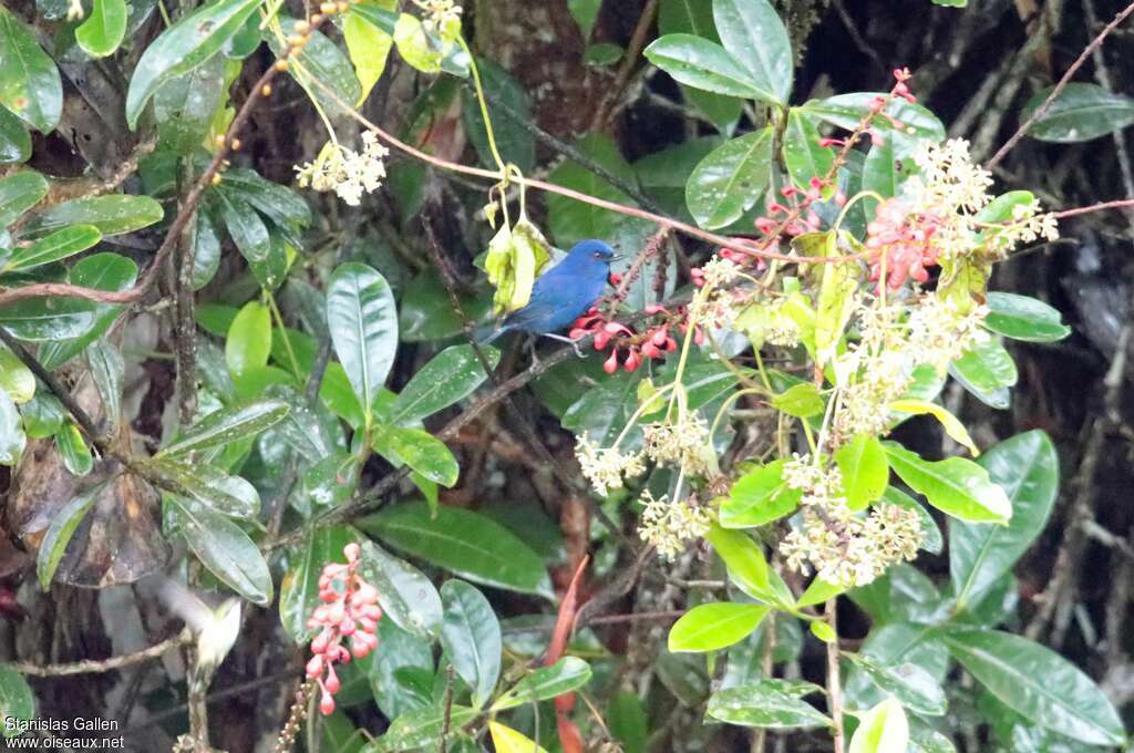 Indigo Flowerpiercer male adult breeding, identification