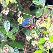 Indigo Flowerpiercer