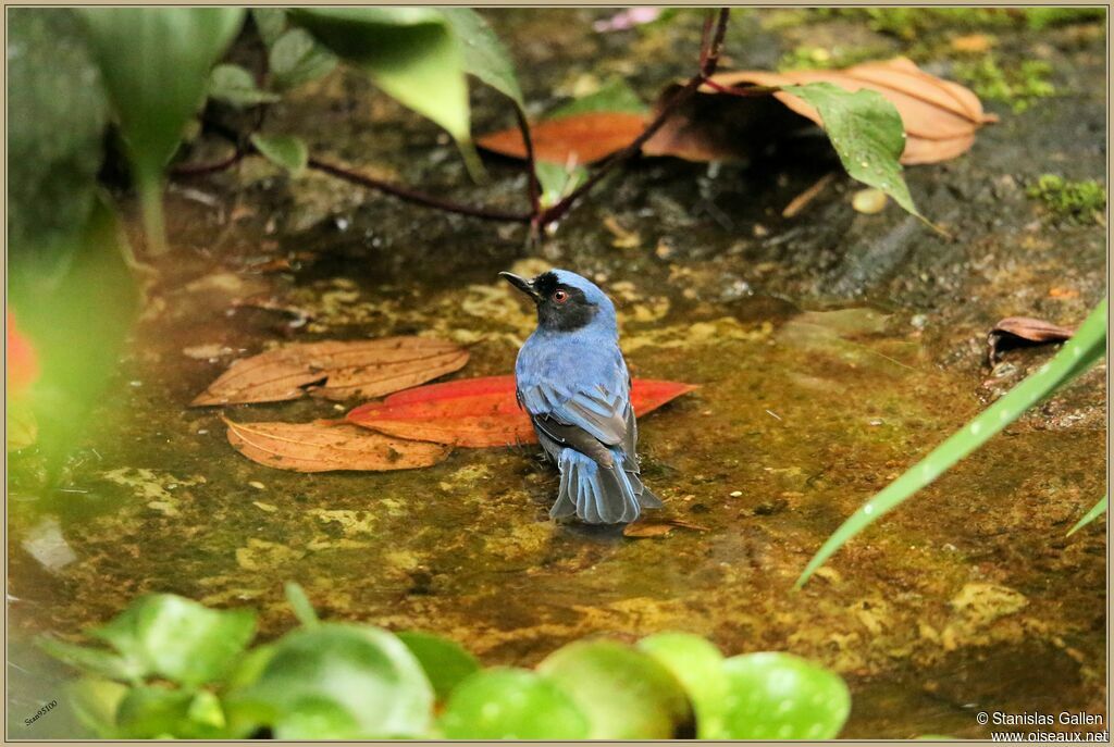 Masked Flowerpiercer male adult breeding