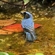 Masked Flowerpiercer