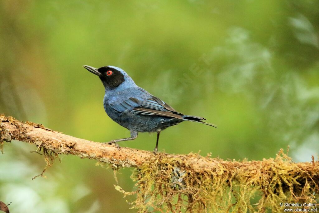 Masked Flowerpiercer male adult