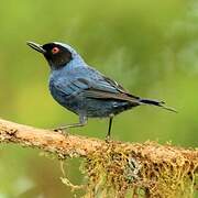 Masked Flowerpiercer