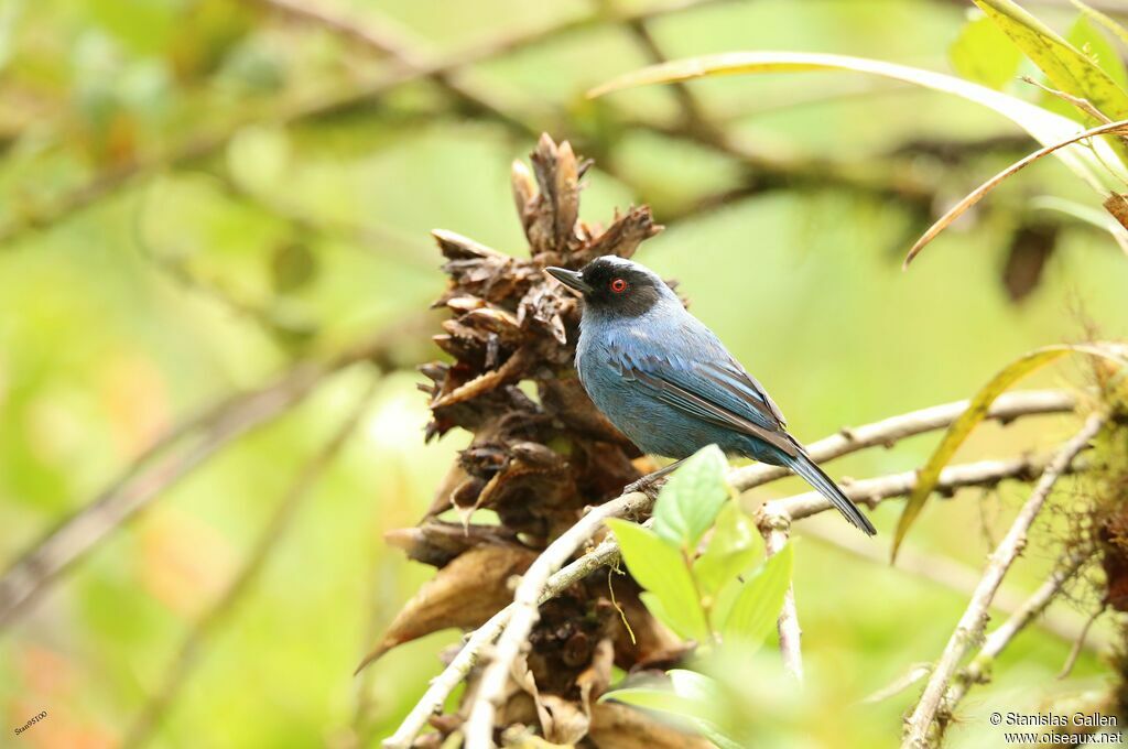 Masked Flowerpiercer male adult