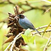 Masked Flowerpiercer