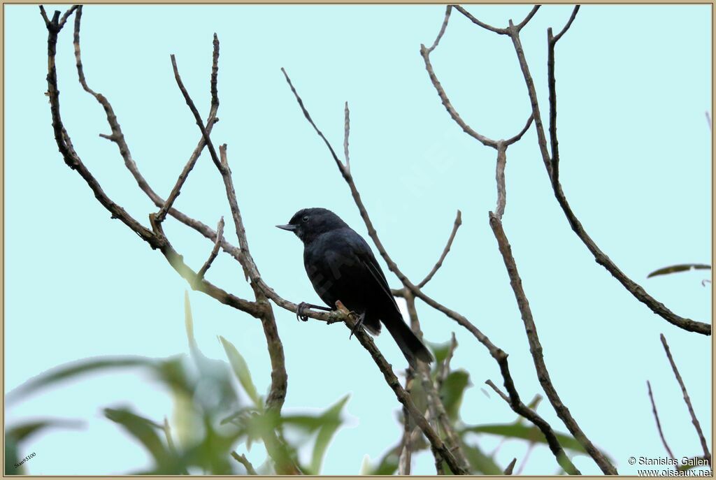 Black Flowerpiercer