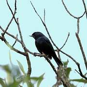 Black Flowerpiercer