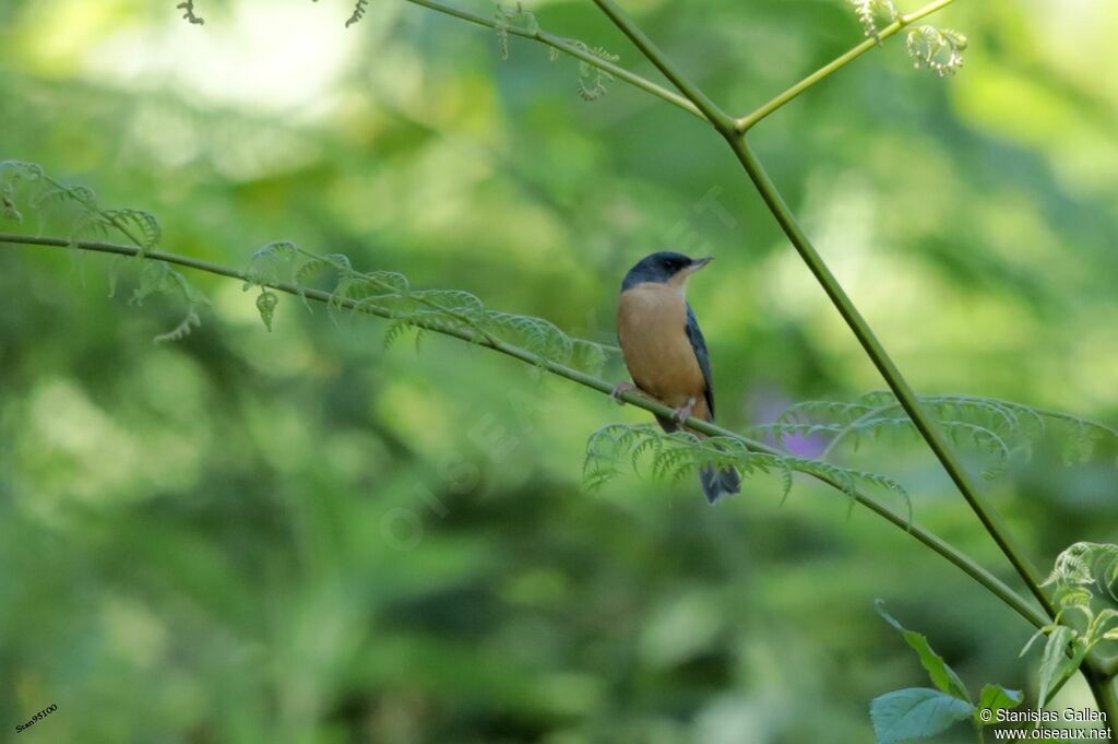 Rusty Flowerpiercer male adult breeding