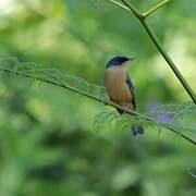 Rusty Flowerpiercer