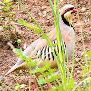 Chukar Partridge