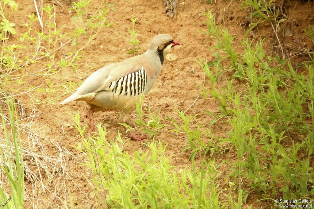 Chukar Partridgeadult breeding