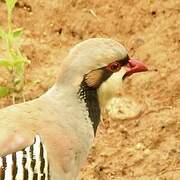 Chukar Partridge