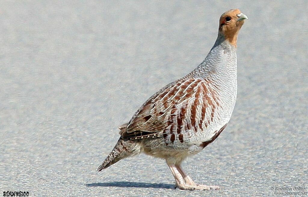 Grey Partridge male adult