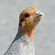 Grey Partridge