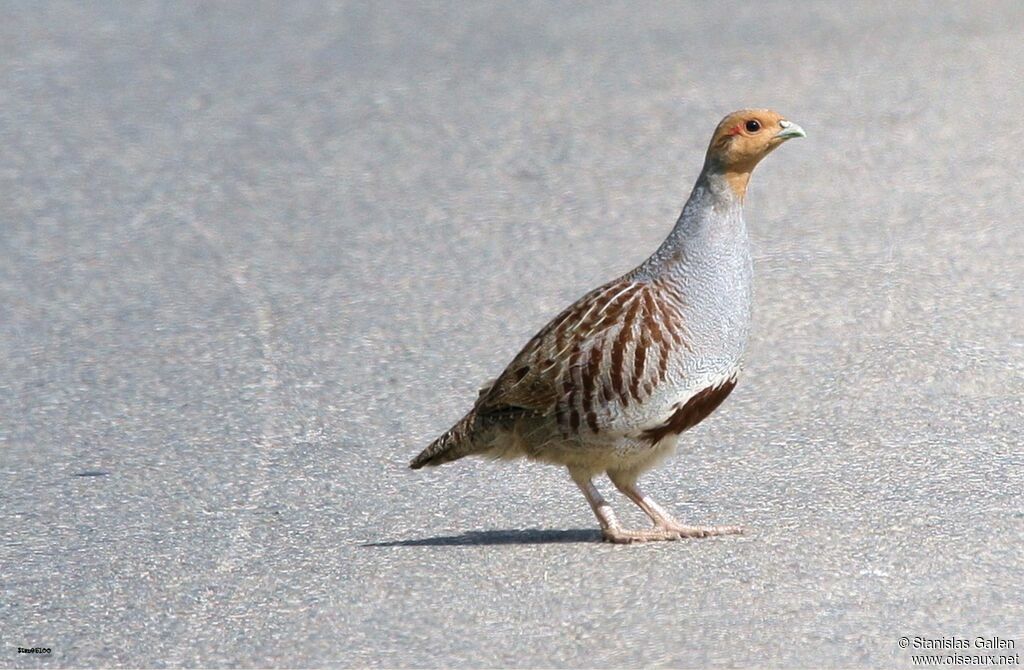 Grey Partridge male adult