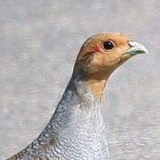 Grey Partridge