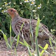 Grey Partridge