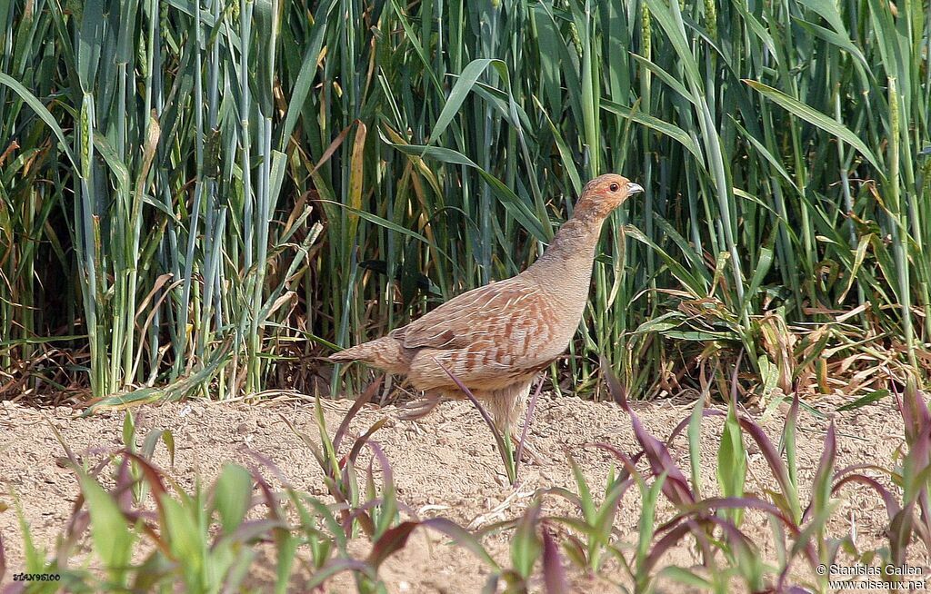 Grey Partridge male adult