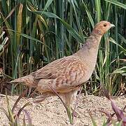 Grey Partridge