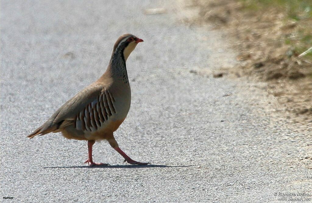 Red-legged Partridgeadult