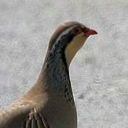 Red-legged Partridge