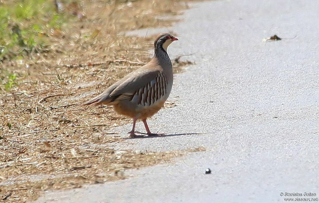 Red-legged Partridgeadult