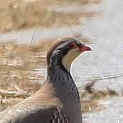 Red-legged Partridge