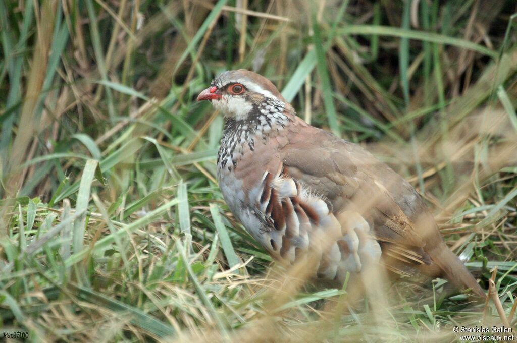 Red-legged Partridgeadult