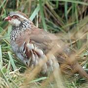 Red-legged Partridge