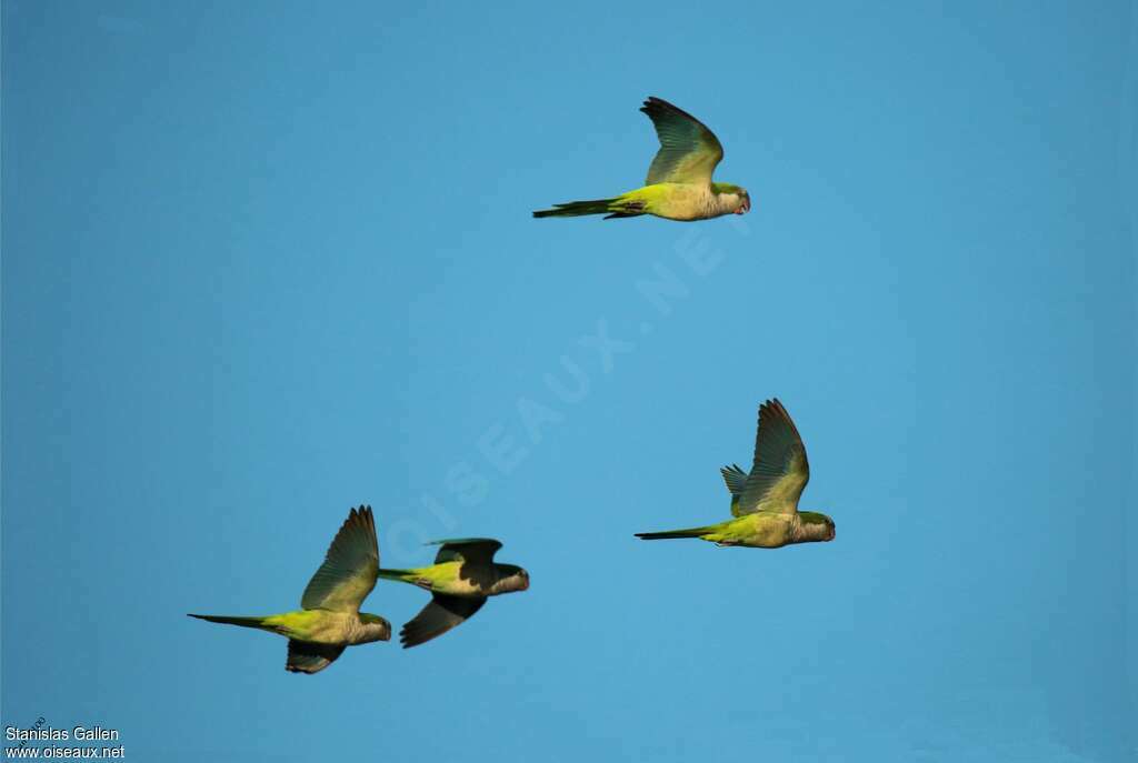 Monk Parakeet, Flight