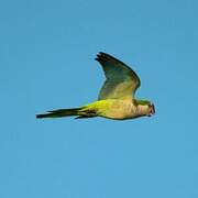 Monk Parakeet