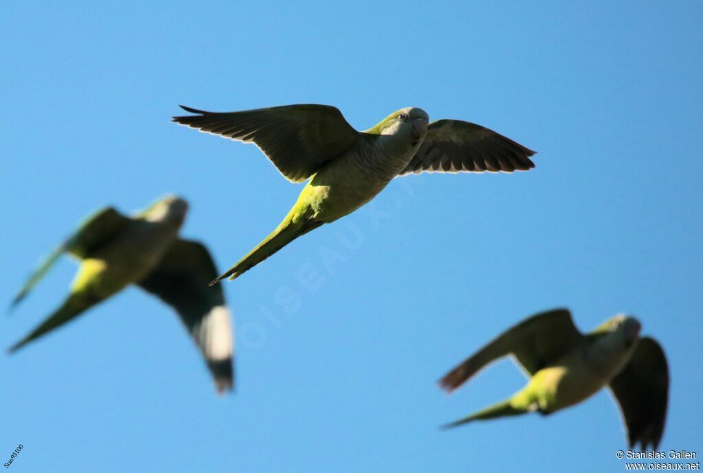 Monk Parakeetadult transition