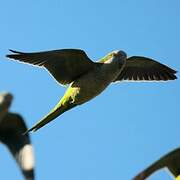 Monk Parakeet