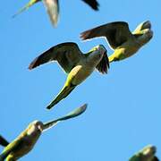 Monk Parakeet