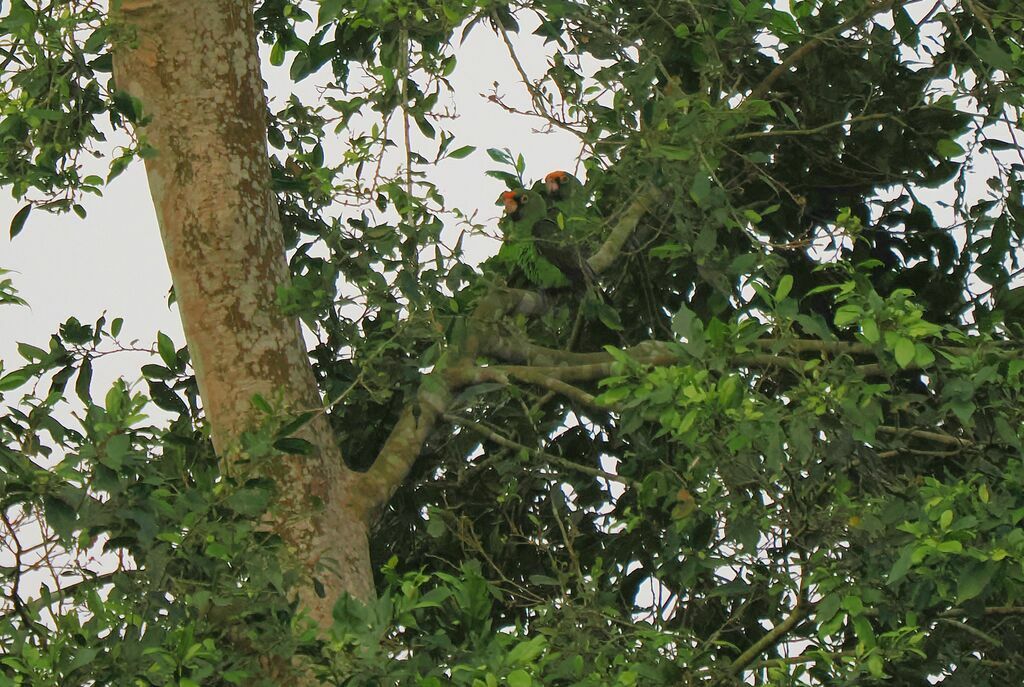 Red-fronted Parrotadult breeding