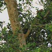 Red-fronted Parrot