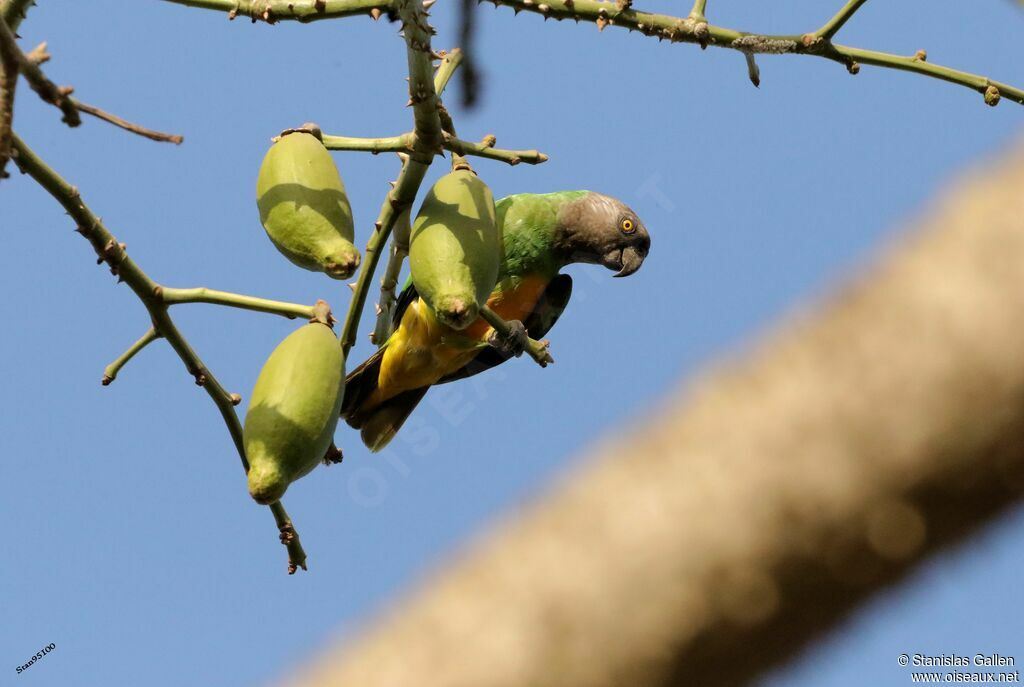 Senegal Parrotadult, eats