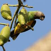 Senegal Parrot