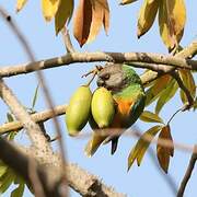 Senegal Parrot