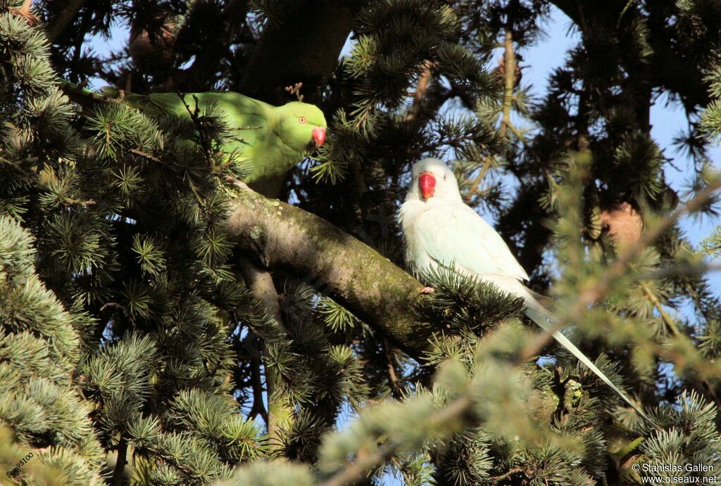 Rose-ringed Parakeetadult