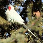 Rose-ringed Parakeet