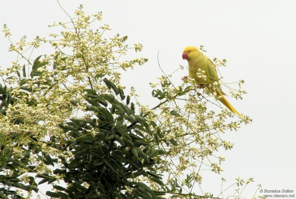 Rose-ringed Parakeetadult