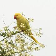 Rose-ringed Parakeet