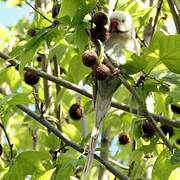 Rose-ringed Parakeet