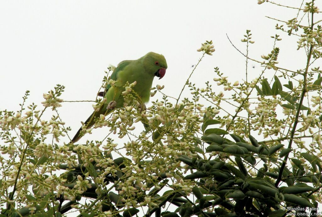 Rose-ringed Parakeetadult