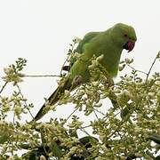 Rose-ringed Parakeet