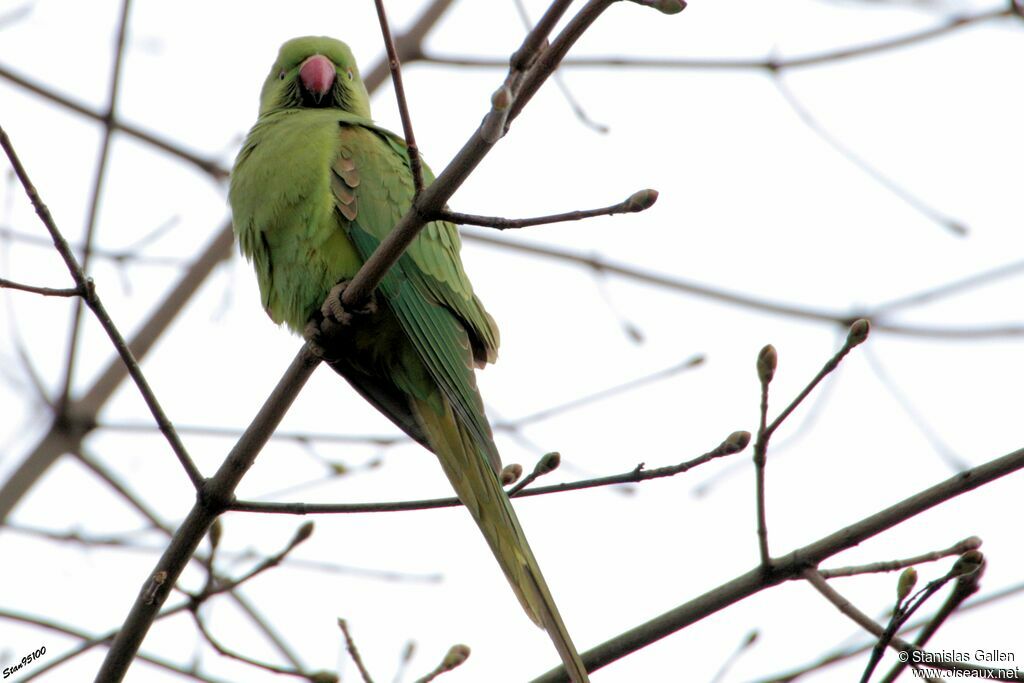 Rose-ringed Parakeetadult transition