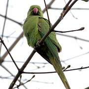 Rose-ringed Parakeet