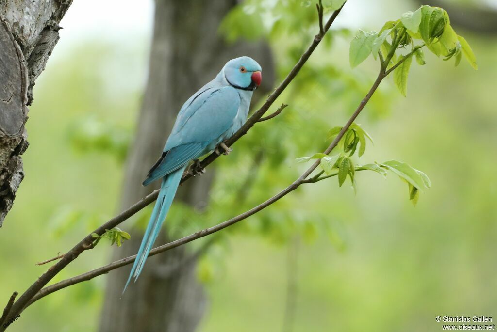 Rose-ringed Parakeet male adult breeding