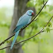 Rose-ringed Parakeet