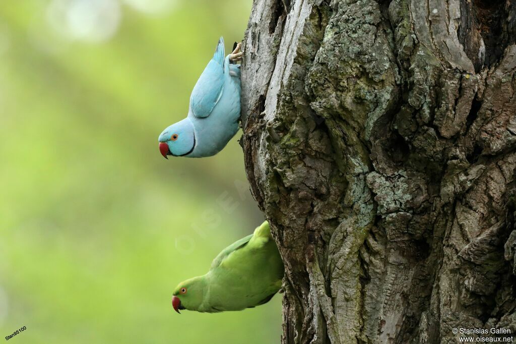 Rose-ringed Parakeetadult breeding